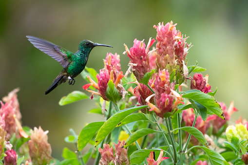 Copper-rumped hummingbird, Amazilia tobaci, with a deformed beak flying next to a bouquet of Shrimp plant flowers.