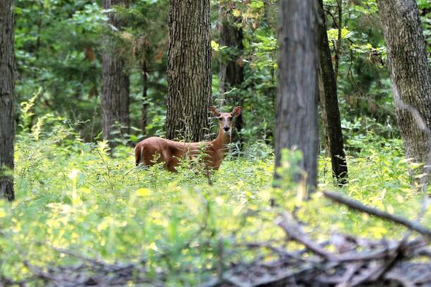 istock Peaceful forest scene featuring a wild deer grazing among lush green grass and tall trees 1479409779