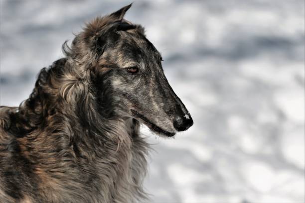 A large Russian sighthound dog poses proudly against a peaceful wintery backdrop