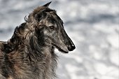 Large Russian sighthound dog poses proudly against a peaceful wintery backdrop