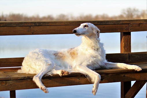 An outdoor scene featuring a Russian hunting sighthound dog resting on a wooden bench