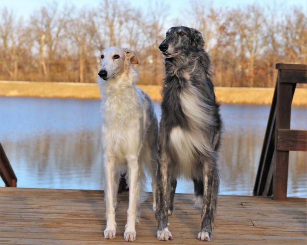 outdoor scene of two borzoi dogs against a tranquil body of water standing on a wooden dock - sight hound imagens e fotografias de stock