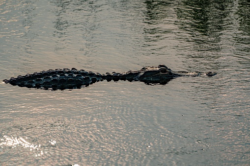A large alligator basks in the tranquil, shallow waters of a serene lake