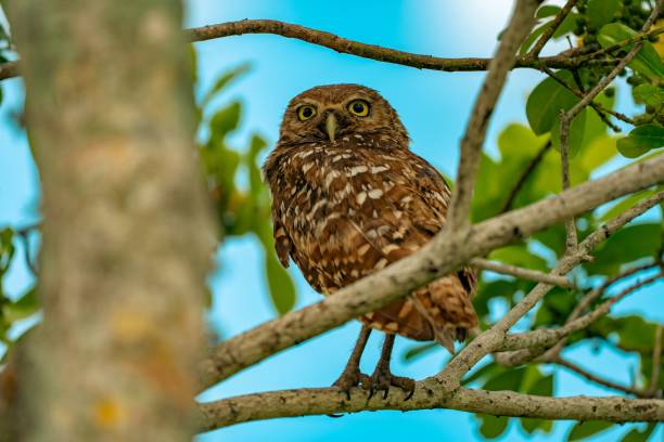 istock A majestic brown owl perched atop a tree branch against a bright blue sky 1479409984