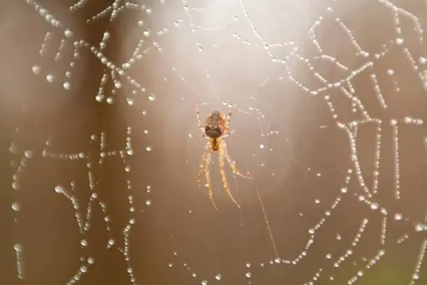 A close-up of a spider web with a spider suspended in the center, illuminated by the light of a rain shower
