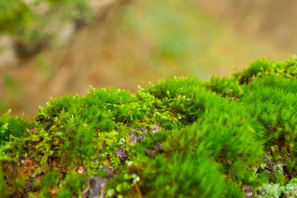 istock Lush green moss growing on a rock in a vibrant forest creating a stunning backdrop 1479411870