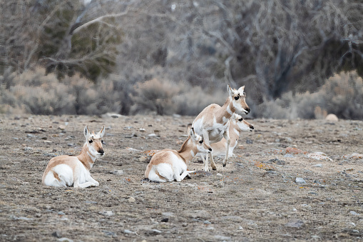 Four Pronghorn or Antelope resting, one getting up in northern Yellowstone, Montana, USA.