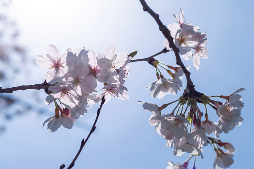 Japanese cherry blossoms are blooming against a clear blue sky.