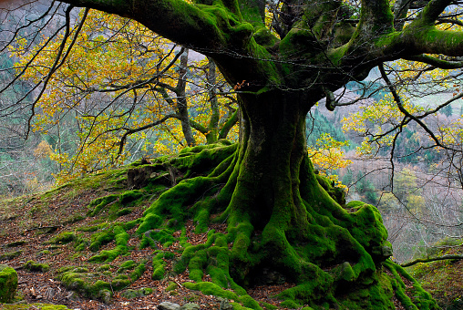 Mossy roots in a beech tree. Gorbeia Natural Park. Basque Country. Spain
