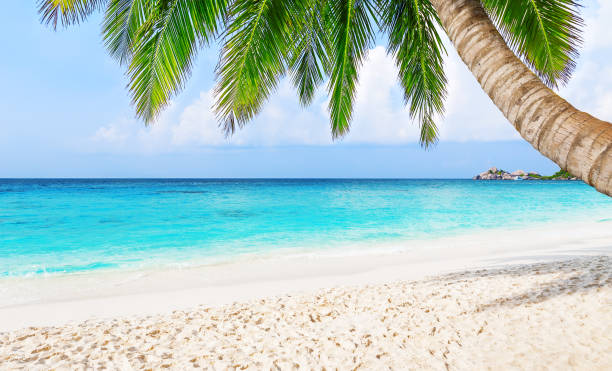 istock Coconut palm trees against blue sky and beautiful beach 1479413938