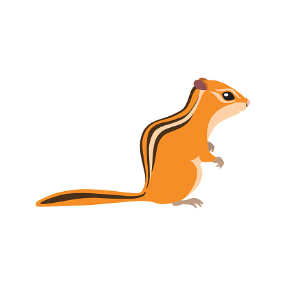 Sitting chipmunk drawn in a flat style. Isolated object on a white background. Vector 10 EPS
