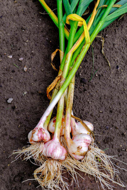istock Garlic. Bundle of garlic harvest against the ground. 1479414947