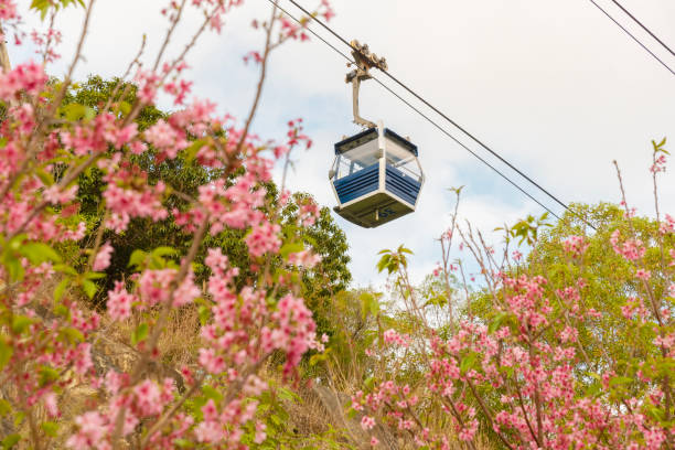istock Cable car with cherry blossom in full bloom in Hong Kong 1479415311