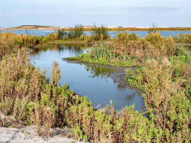 습지 식물, 갯벌, 얕은 웅덩이, 개울 및 보호된 얕은 물이 있는 습지 marker wadden 섬, 네덜란드 - saltwater flats coastal feature landscape national park 뉴스 사진 이미지