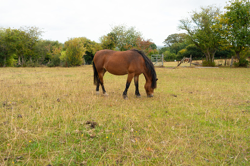Lone pony horse, grazing in large field on Summers day, the grass though dried out due to drought can still lead to the pony becoming fat and unhealthy.
