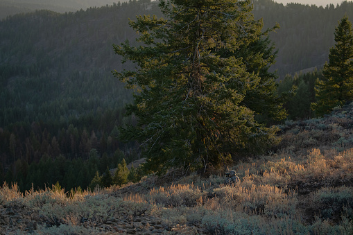 A pine tree on the mountain peak with the sunlight falling on it