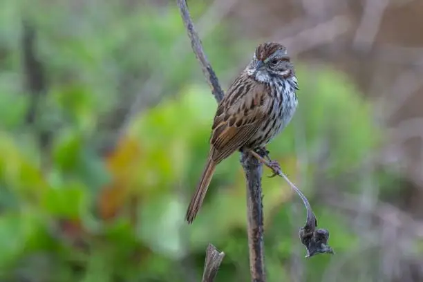 Song sparrow perched on branch green background nature wildlife birding