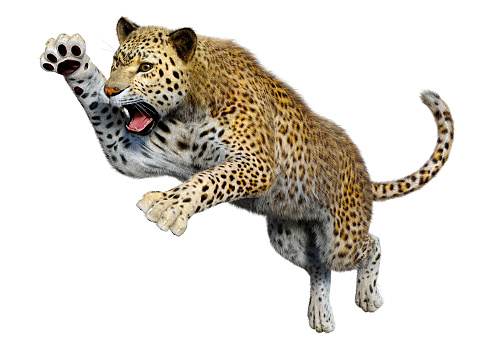 3D rendering of a big cat leopard isolated on white background