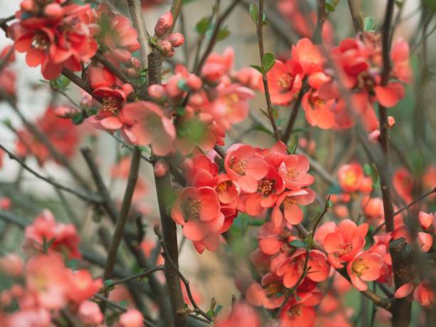 istock Beautiful flowering red Quince blossoms in the springtime 1479419657