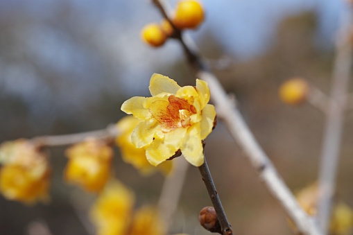 A close-up shot of yellow Chimonanthus praecox flowers grown on a tree