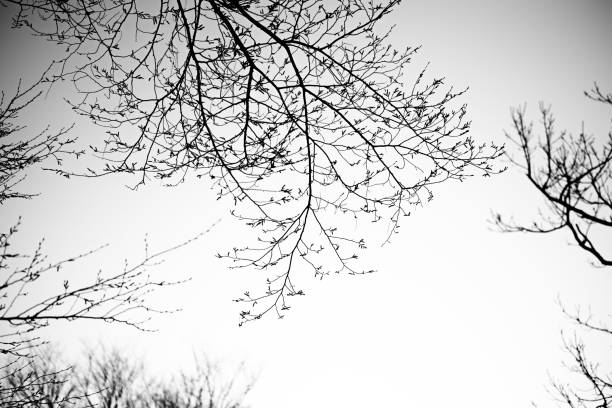 Silhouette of tree against plain background with copy space