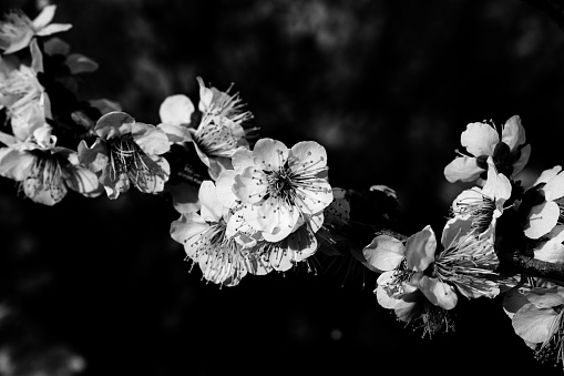 A grayscale shot of a tree branch adorned with blossoms, providing a peaceful and serene atmosphere