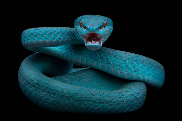 Angry blue viper snake stock photo