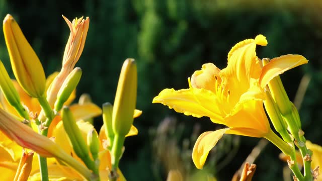 Yellow lily flowers grow in the garden. Hemerocallis lilioasphodelus is also called Lemon Lily, Yellow Daylily, Hemerocallis flava