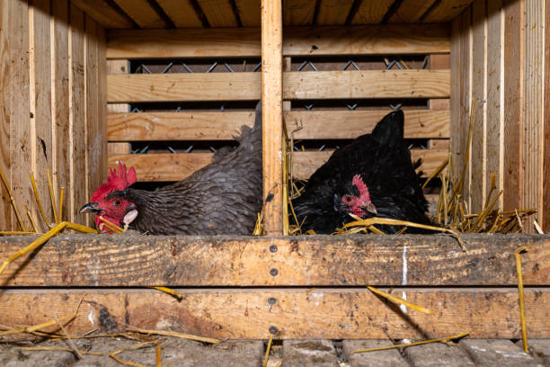 istock Hens incubating eggs in a wooden pen covered with hay, two hens visible. 1479421408