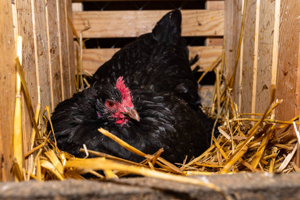 istock Hens incubating eggs in a wooden pen covered with hay, one hen visible. 1479421411