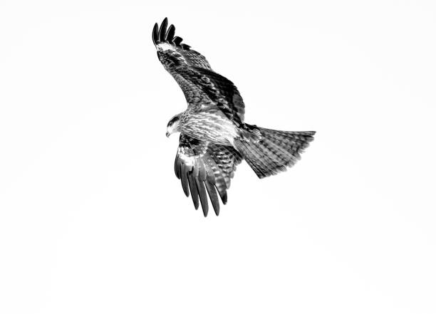 istock Black kite in kushiro park 1479421585