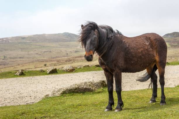 istock a black horse standing in front of a dirt path and hilly hills 1479421954