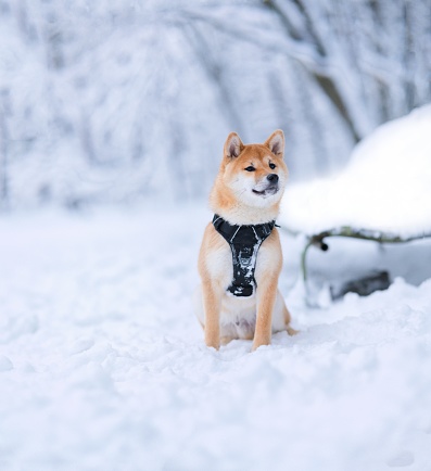 An adorable shiba lnu dog resting in the snowy white field