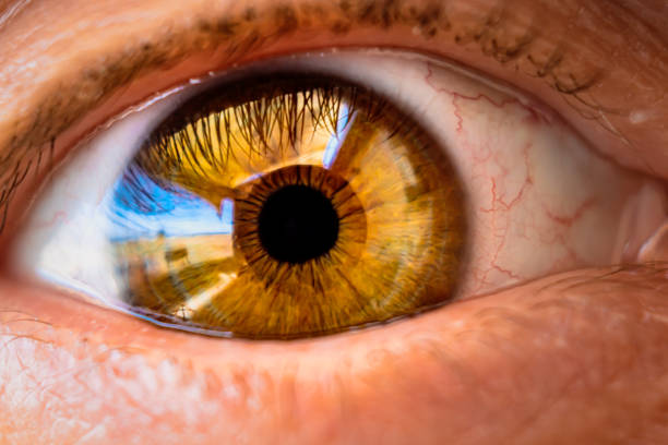 istock Green eye with eyelash and orange yellow iris with a reflection of light 1479422102