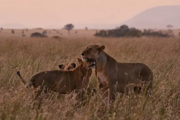 a lioness an her cub snuggling in the evening light in Serengeti grassland
