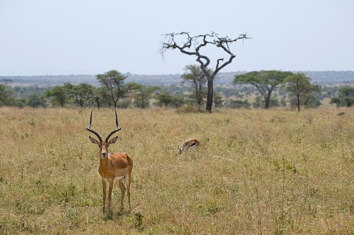 impala buck standing in grassland with tree in the back