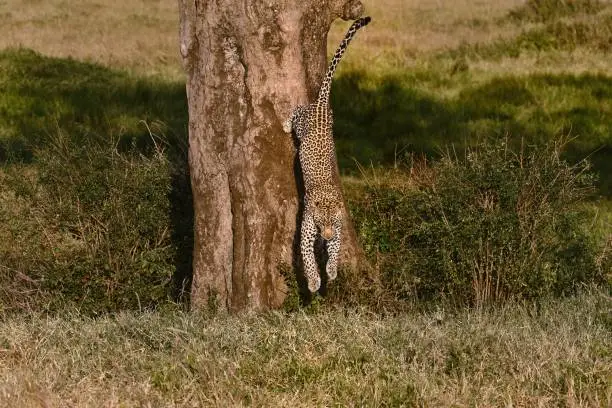 Photo of leopard jump from a tree