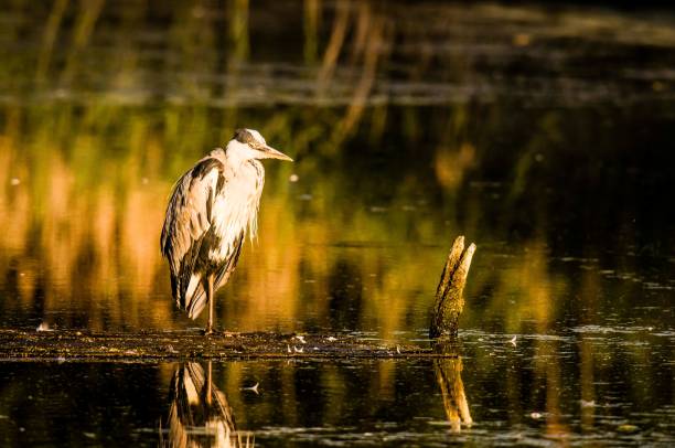 istock Grey heron perched on the lake water at sunset surrounded by lush vegetation 1479422233