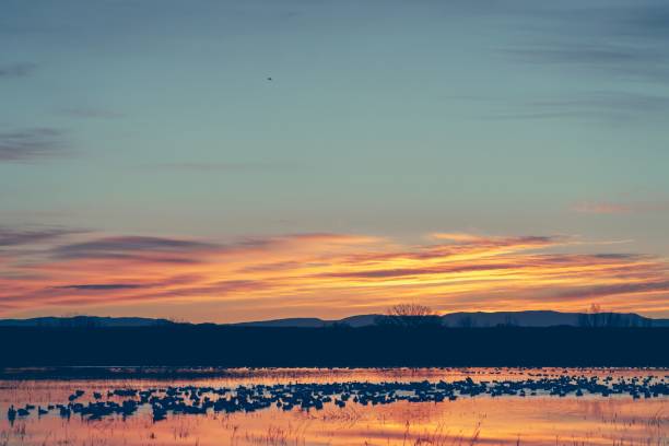 istock Snow geese during sunrise at Bosque del Apache National Wildlife Refuge 1479422922