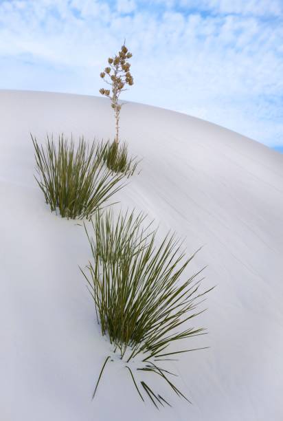 istock Yucca plants growing from the White Sands 1479424206