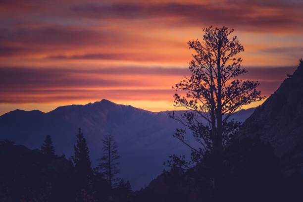 istock Tree silhouetted against a mountain under a purple sunset 1479424658