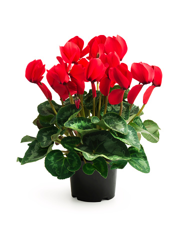 Colorful cyclamen flower in  pot isolated on white