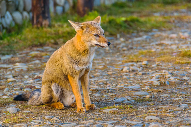 istock Fox sitting at ground, ushuaia, argentina 1479435318