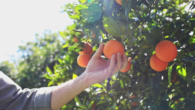 Closeup of male's hand picking orange in the gardens