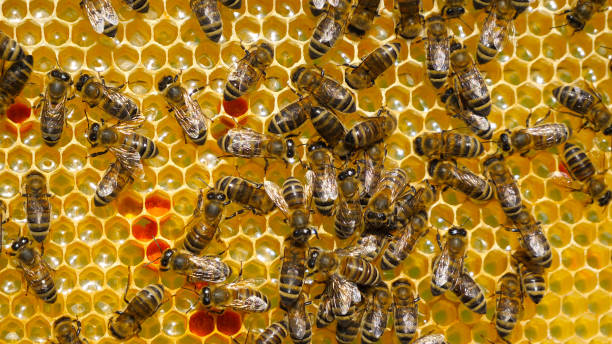 istock Flower pollen is placed in wax combs. 1479437486