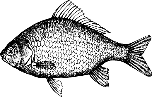 Crucian carp. Hand drawn vector illustration of fish