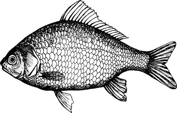 Vector illustration of Crucian carp. Hand drawn vector illustration