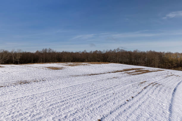 istock dry grass covered with snow after winter snowfalls 1479438412