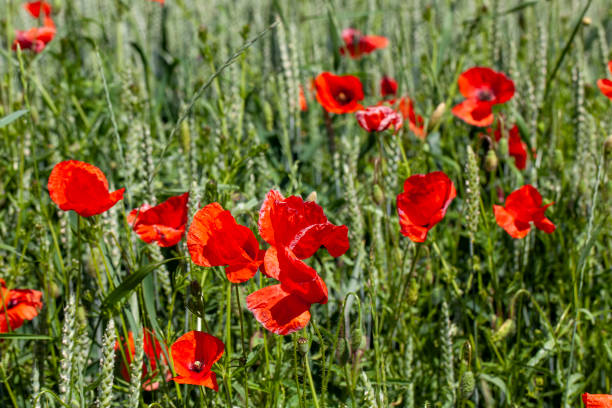 istock Red poppies on the field in the summer 1479438771