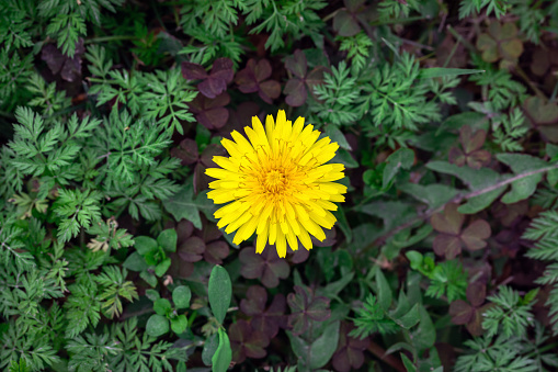 St John's Wort (Hypericum perforatum) flower in bloom,